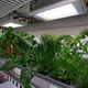 Lettuce grown in the Antarctic greenhouse.